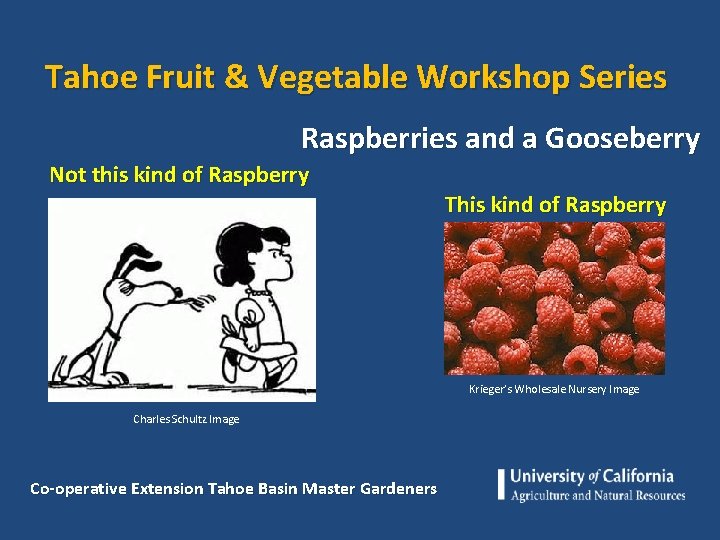 Tahoe Fruit & Vegetable Workshop Series Raspberries and a Gooseberry Not this kind of