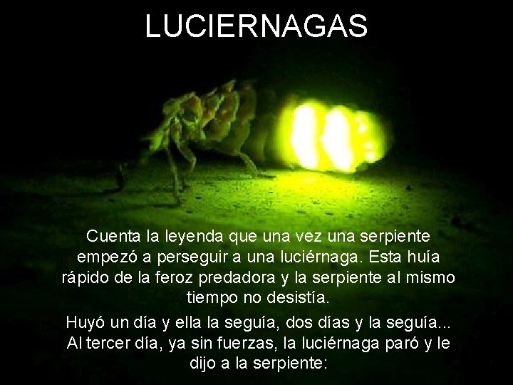 LUCIERNAGAS Cuenta la leyenda que una vez una serpiente empezó a perseguir a una