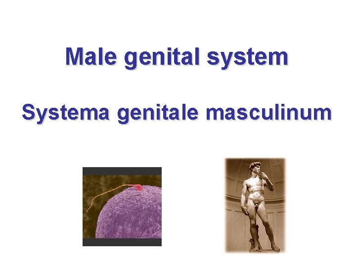 Male genital system Systema genitale masculinum 
