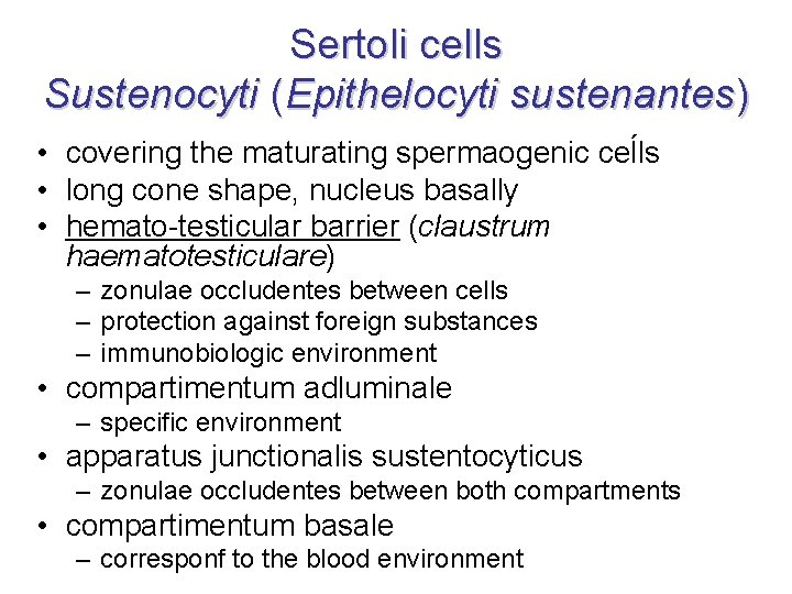 Sertoli cells Sustenocyti (Epithelocyti sustenantes) • covering the maturating spermaogenic ceĺls • long cone