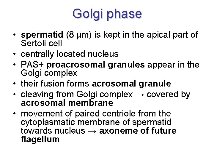 Golgi phase • spermatid (8 μm) is kept in the apical part of Sertoli