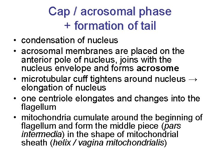 Cap / acrosomal phase + formation of tail • condensation of nucleus • acrosomal