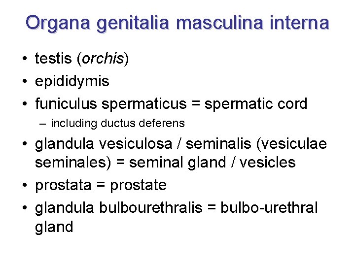 Organa genitalia masculina interna • testis (orchis) • epididymis • funiculus spermaticus = spermatic