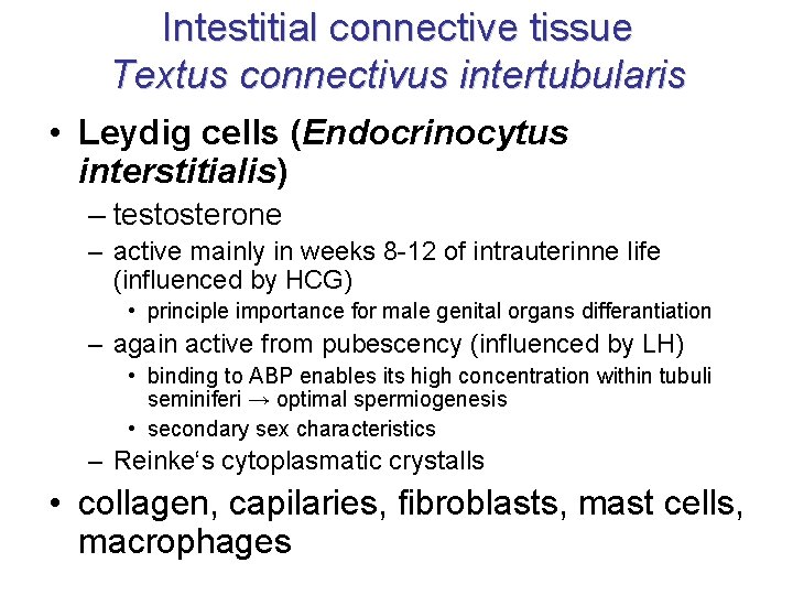 Intestitial connective tissue Textus connectivus intertubularis • Leydig cells (Endocrinocytus interstitialis) – testosterone –