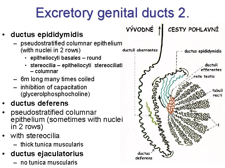 Excretory genital ducts 2. • ductus epididymidis – pseudostratified columnar epithelium (with nuclei in