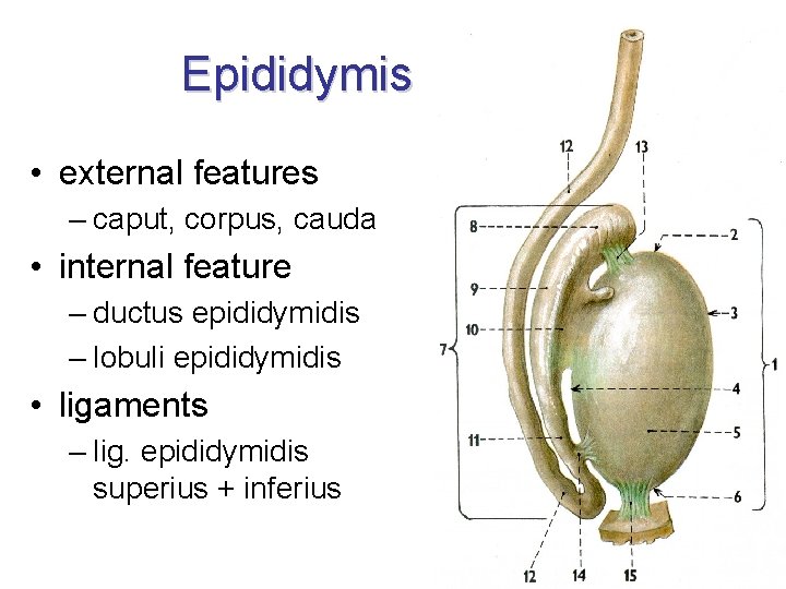 Epididymis • external features – caput, corpus, cauda • internal feature – ductus epididymidis