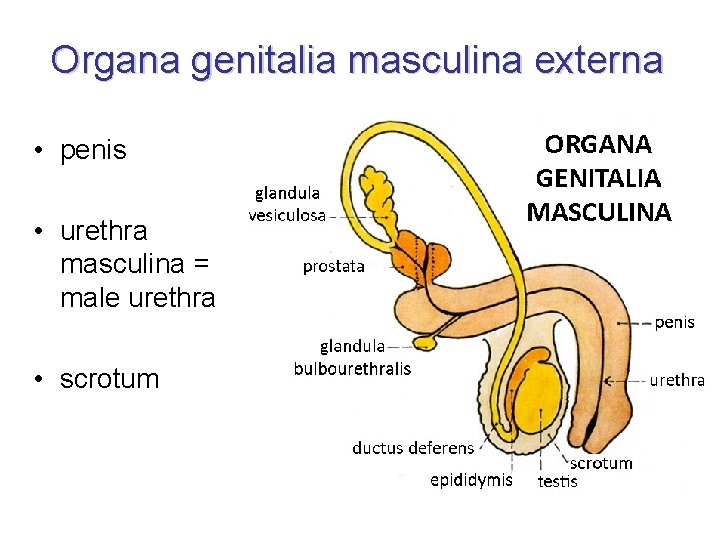 Organa genitalia masculina externa • penis • urethra masculina = male urethra • scrotum