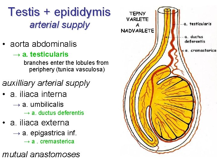 Testis + epididymis arterial supply • aorta abdominalis → a. testicularis branches enter the