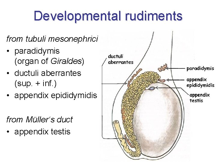 Developmental rudiments from tubuli mesonephrici • paradidymis (organ of Giraldes) • ductuli aberrantes (sup.