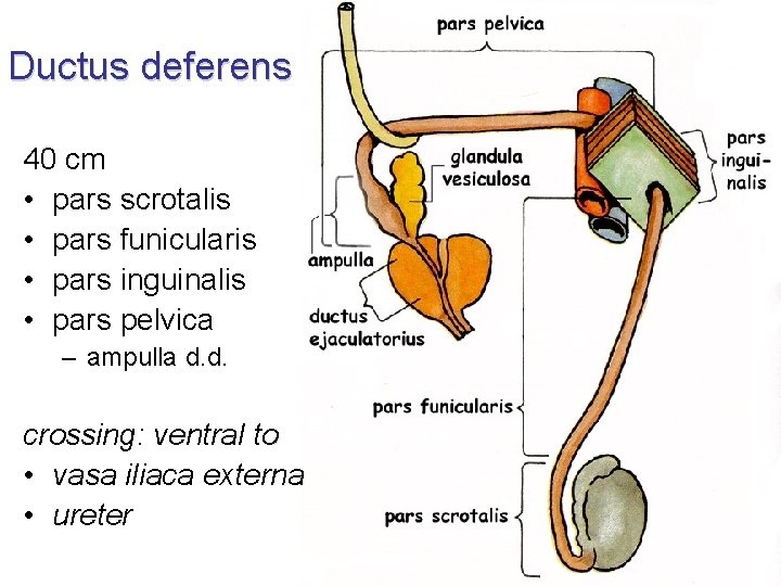 Ductus deferens 40 cm • pars scrotalis • pars funicularis • pars inguinalis •