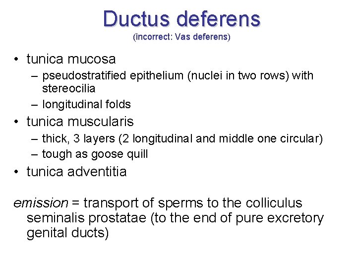 Ductus deferens (incorrect: Vas deferens) • tunica mucosa – pseudostratified epithelium (nuclei in two