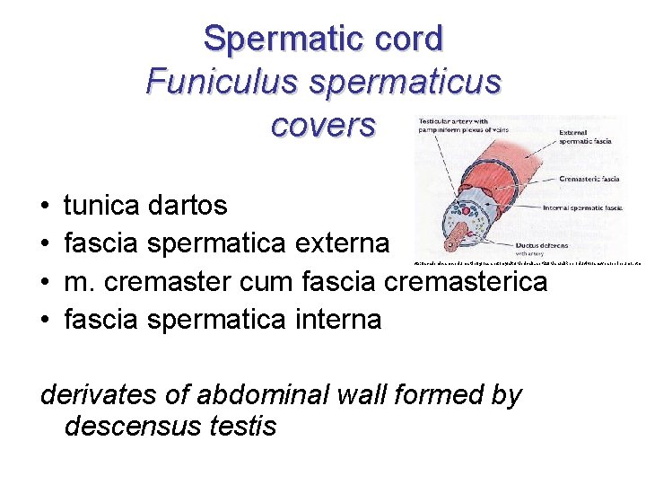 Spermatic cord Funiculus spermaticus covers • • tunica dartos fascia spermatica externa m. cremaster