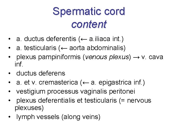 Spermatic cord content • a. ductus deferentis (← a. iliaca int. ) • a.