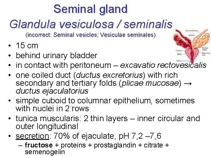 Seminal gland Glandula vesiculosa / seminalis (incorrect: Seminal vesicles; Vesiculae seminales) • • 15