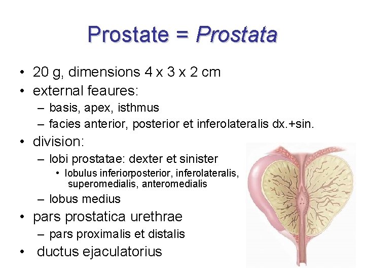 capsula prostatei)