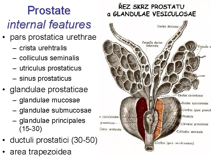 Prostate internal features • pars prostatica urethrae – – crista urehtralis colliculus seminalis utriculus