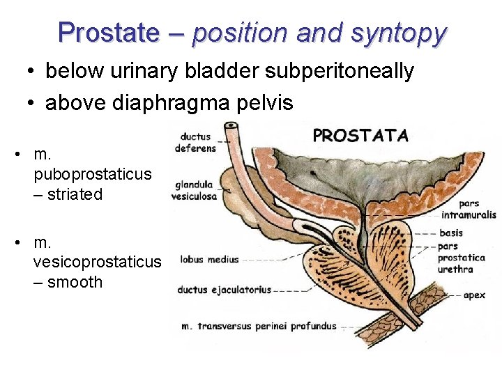 Prostate – position and syntopy • below urinary bladder subperitoneally • above diaphragma pelvis