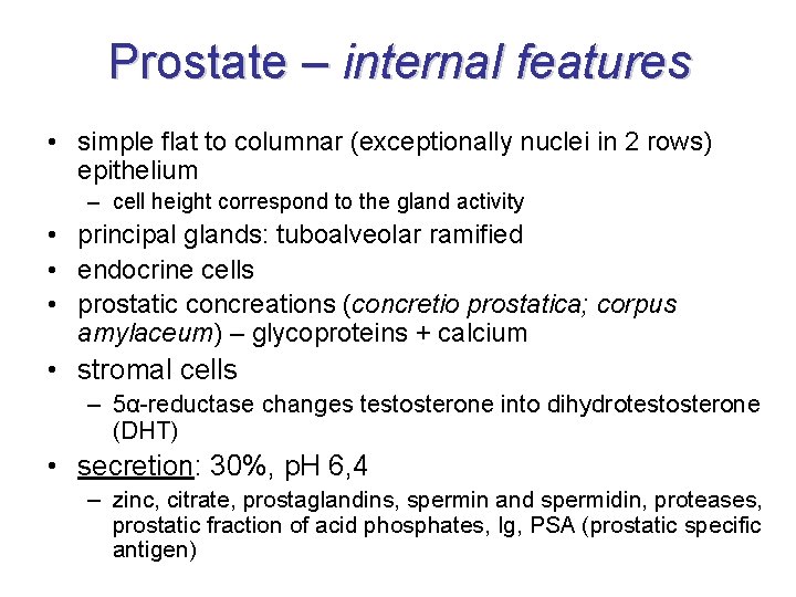 Prostate – internal features • simple flat to columnar (exceptionally nuclei in 2 rows)