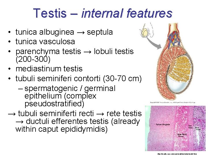 Testis – internal features • tunica albuginea → septula • tunica vasculosa • parenchyma