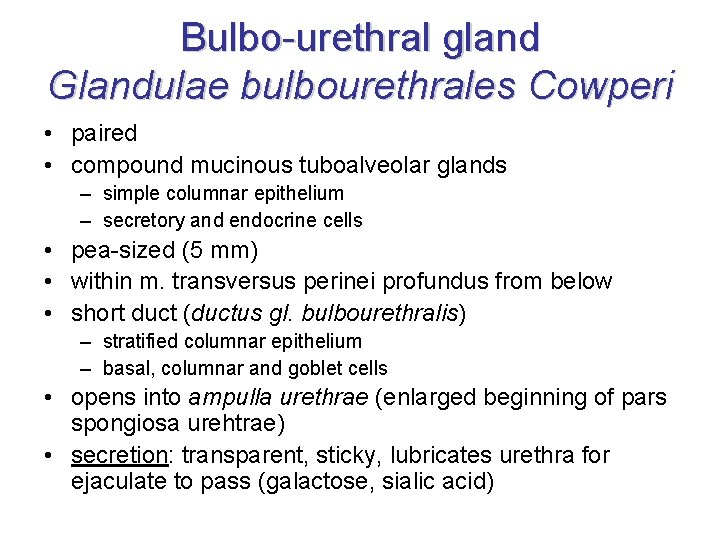 Bulbo-urethral gland Glandulae bulbourethrales Cowperi • paired • compound mucinous tuboalveolar glands – simple