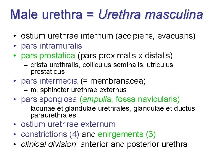 Male urethra = Urethra masculina • ostium urethrae internum (accipiens, evacuans) • pars intramuralis