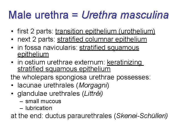 Male urethra = Urethra masculina • first 2 parts: transition epithelium (urothelium) • next