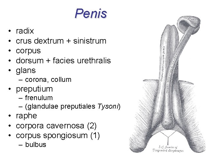 Penis • • • radix crus dextrum + sinistrum corpus dorsum + facies urethralis