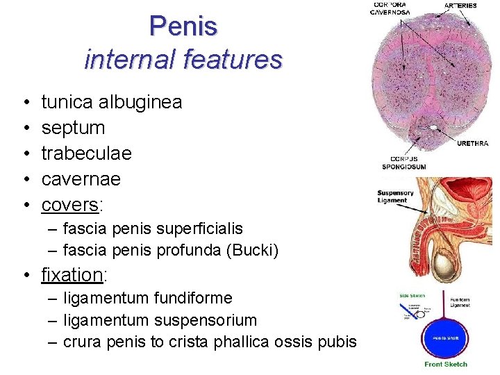 Penis internal features • • • tunica albuginea septum trabeculae cavernae covers: – fascia