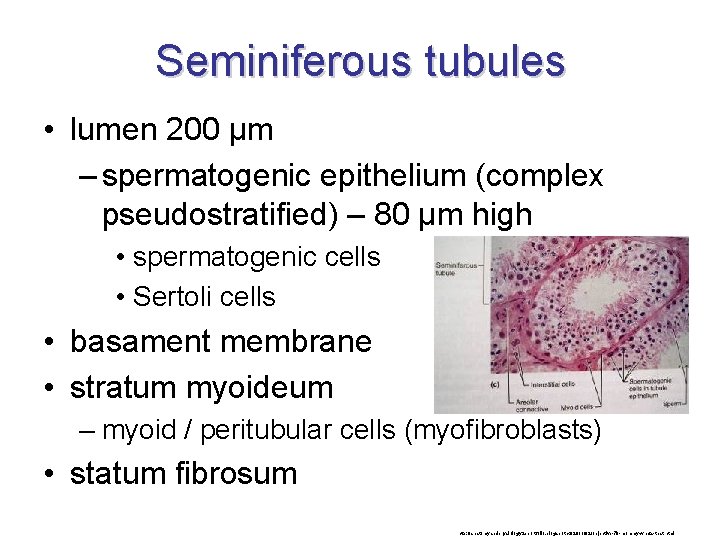 Seminiferous tubules • lumen 200 μm – spermatogenic epithelium (complex pseudostratified) – 80 μm