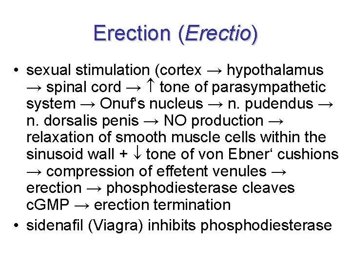 Erection (Erectio) • sexual stimulation (cortex → hypothalamus → spinal cord → tone of