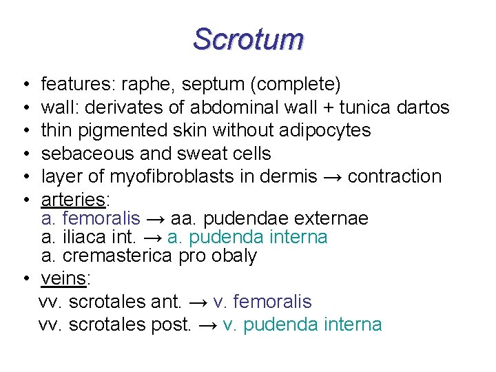 Scrotum • • • features: raphe, septum (complete) wall: derivates of abdominal wall +