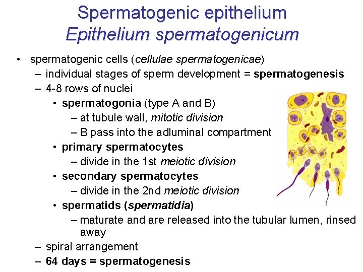 Spermatogenic epithelium Epithelium spermatogenicum • spermatogenic cells (cellulae spermatogenicae) – individual stages of sperm