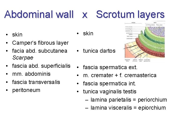 Abdominal wall x Scrotum layers • skin • Camper‘s fibrous layer • facia abd.