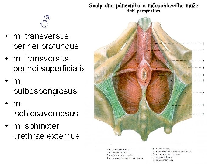 ♂ • m. transversus perinei profundus • m. transversus perinei superficialis • m. bulbospongiosus