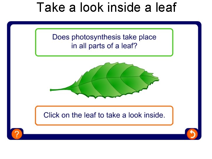 Take a look inside a leaf 