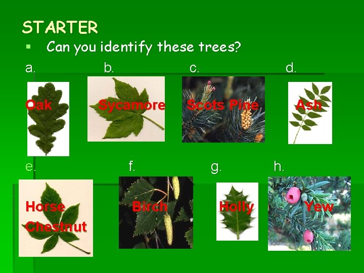 STARTER § Can you identify these trees? a. b. c. Oak Sycamore e. f.