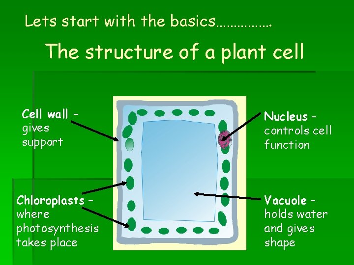 Lets start with the basics……………. The structure of a plant cell Cell wall –