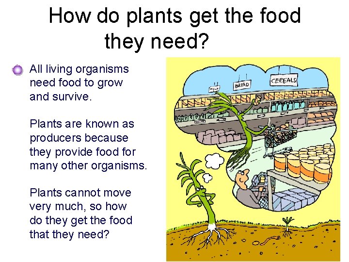 How do plants get the food they need? All living organisms need food to