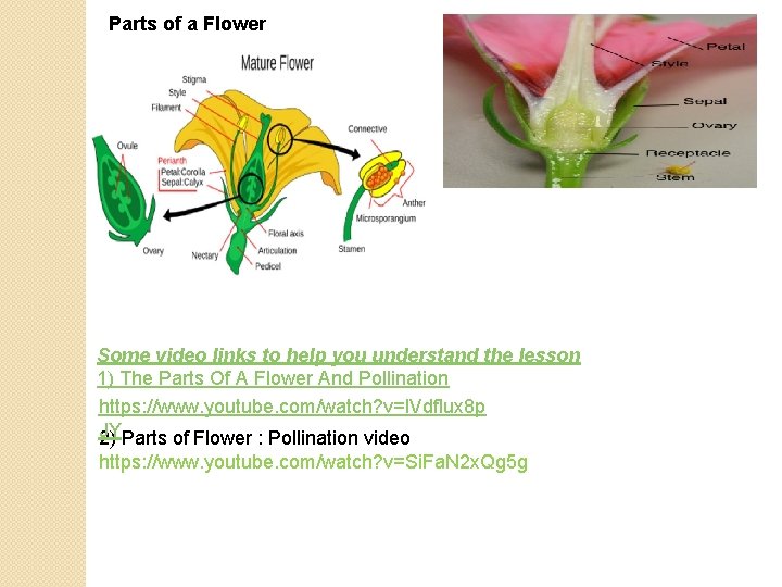 Parts of a Flower Some video links to help you understand the lesson 1)