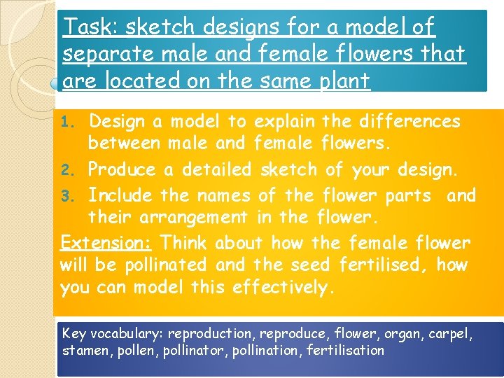 Task: sketch designs for a model of separate male and female flowers that are