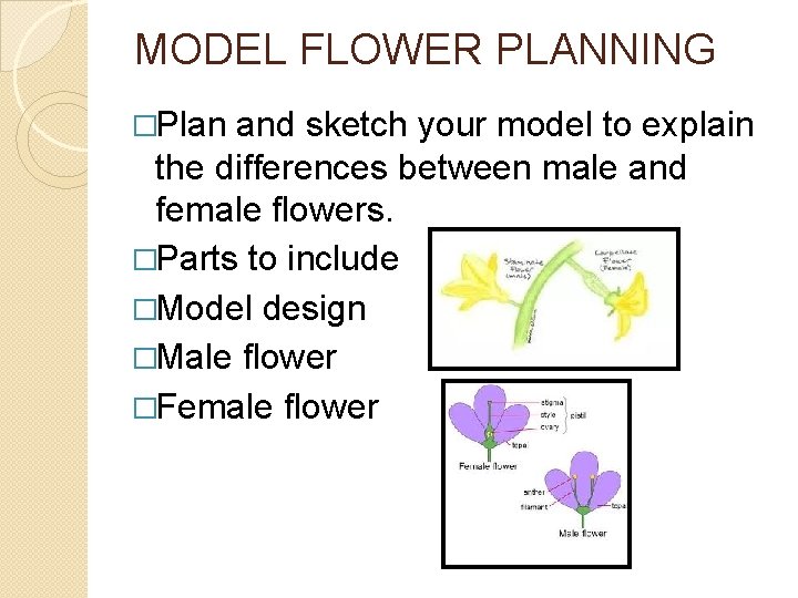 MODEL FLOWER PLANNING �Plan and sketch your model to explain the differences between male