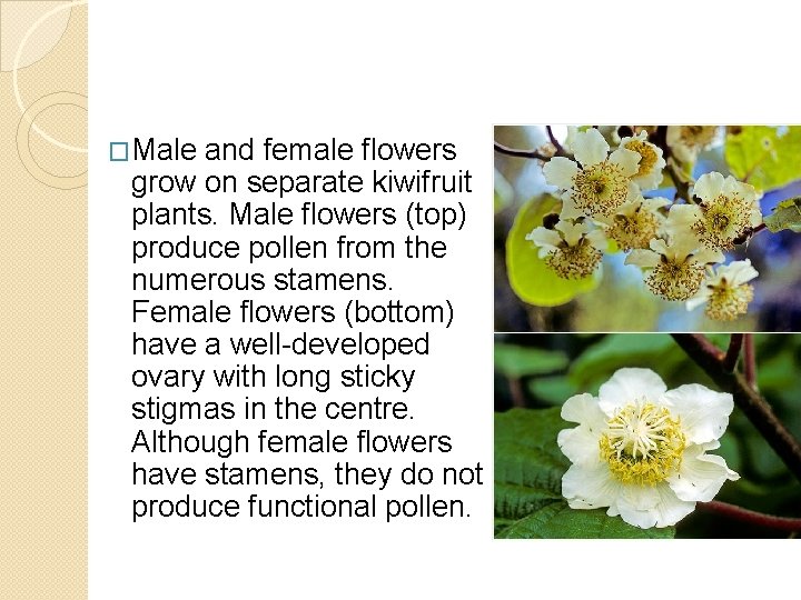 �Male and female flowers grow on separate kiwifruit plants. Male flowers (top) produce pollen