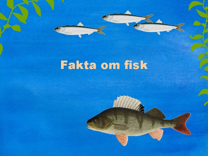 Fakta om fisk 