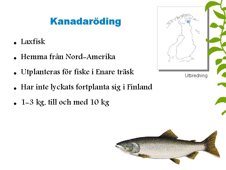 Kanadaröding Laxfisk Hemma från Nord-Amerika Utplanteras för fiske i Enare träsk Har inte lyckats