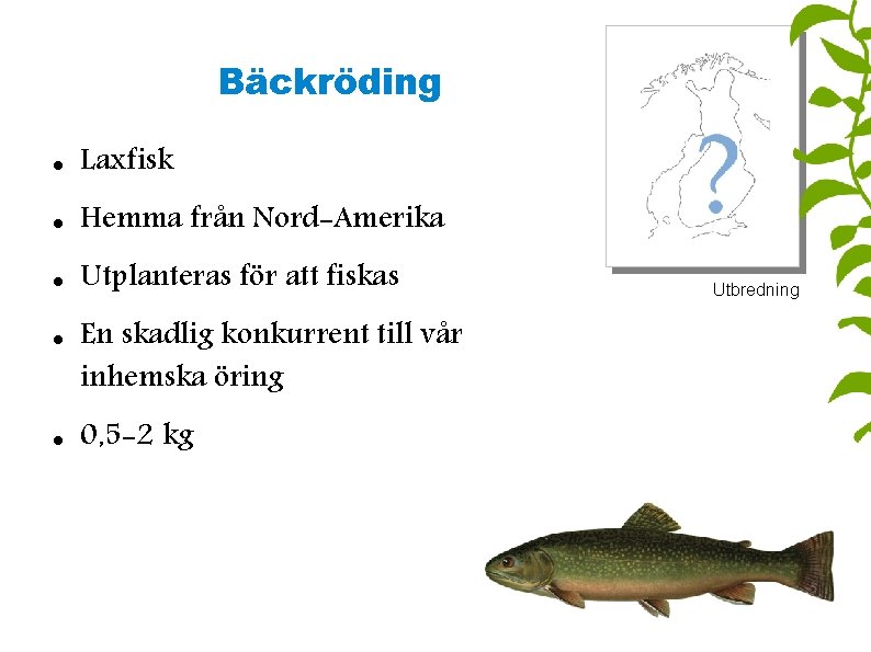 Bäckröding Laxfisk Hemma från Nord-Amerika Utplanteras för att fiskas En skadlig konkurrent till vår