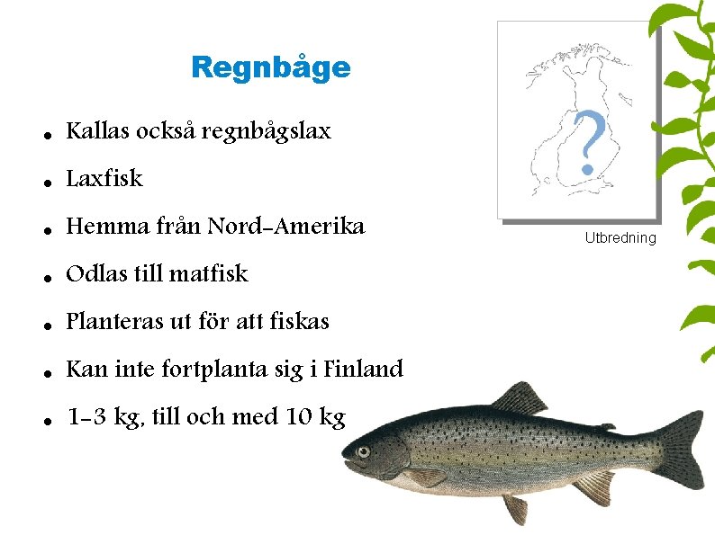 Regnbåge Kallas också regnbågslax Laxfisk Hemma från Nord-Amerika Odlas till matfisk Planteras ut för