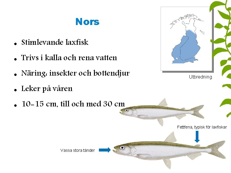 Nors Stimlevande laxfisk Trivs i kalla och rena vatten Näring: insekter och bottendjur Leker