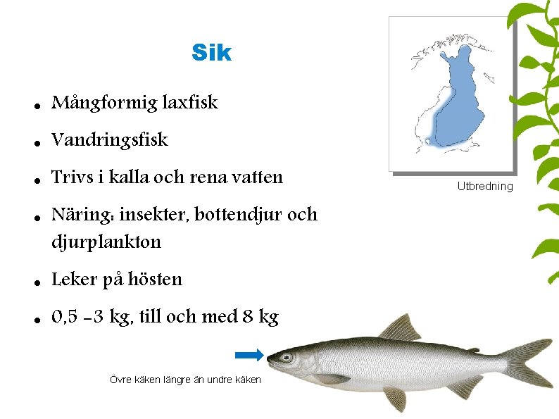 Sik Mångformig laxfisk Vandringsfisk Trivs i kalla och rena vatten Näring: insekter, bottendjur och