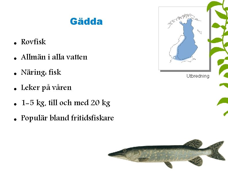 Gädda Rovfisk Allmän i alla vatten Näring: fisk Leker på våren 1 -5 kg,