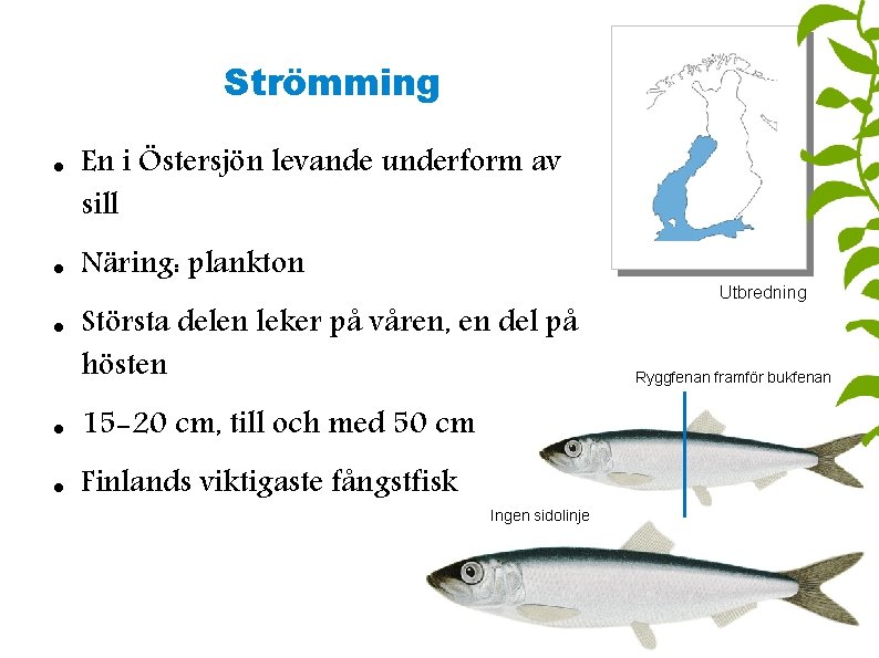 Strömming En i Östersjön levande underform av sill Näring: plankton Största delen leker på